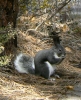 PICTURES/Bandelier & Albert Squirrel/t_Abert Squirrel1.jpg